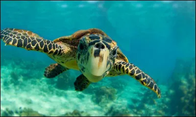 Combien de kilos cette tortue peut-elle peser ?