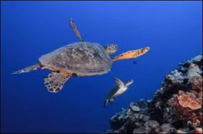 Cette tortue a une carapace multicolore.