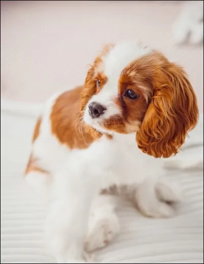 La cinquième race est celle du :