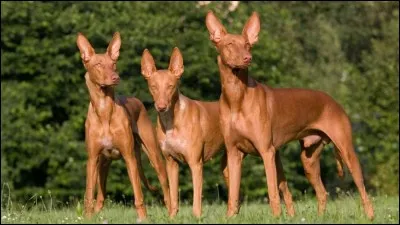 La septième race est celle du :