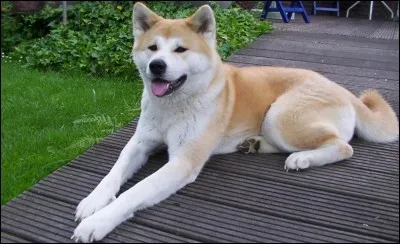 La neuvième race est :