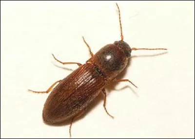 À quelle famille d'insectes coléoptères appartient "Agriotes sputator" ?