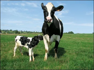 Pourquoi les vaches ferment-elles les yeux pendant la traite du lait ?