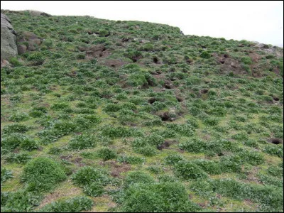 Madeleine ne viendra pas (agrandissez la photo) !
