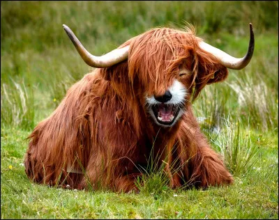 Qu'appelle-t-on la "bête rousse" ?