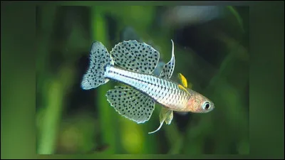 Comme se nomme ce poisson ?