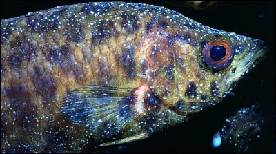 De quel mal souffre ce poisson ?