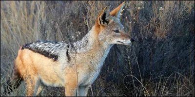 En France, on peut à présent voir des loups, mais ce qui est plus étonnant, c'est l'arrivée d'un canidé plus petit, que l'on est plus habitué à voir en Afrique ou en Asie !