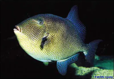 Il y a quelques dizaines d'années une nouvelle espèce de poissons est apparue sur la côte atlantique, le baliste, normalement il vit dans les mers sub-tropicales, mais le réchauffement climatique l'a fait bouger, pour le prendre, les pêcheurs de loisir utilisent un leurre (entre autres) plutôt curieux !