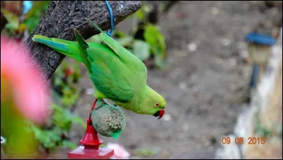 Plusieurs hypothèses ont été avancées, caisses brisées lors d'un déchargement à Orly, escapades de cages, moi, vu qu'on les trouve à présent un peu partout en Europe, je suggère que ces oiseaux sont arrivés tout seuls, tout simplement !