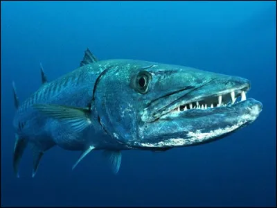 Fin des années 70, il était rare de voir ce poisson en Méditerranée, presque 50 ans plus tard, on peut à présent le pêcher sur pratiquement toute la côte méditerranéenne française !