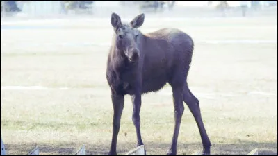 Certains ont été aperçus en Allemagne, partant de Scandinavie et de Russie, sa population semble en expansion, alors à quand son retour en France ? Prenez-le pour trouver la bonne réponse ! La photo de présentation est celle d'un jeune spécimen !