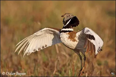 Lorsque j'étais enfant, il m'arrivait souvent d'apercevoir ce magnifique oiseau dans les grandes plaines céréalières, à présent, en apercevoir un seul relève du miracle !