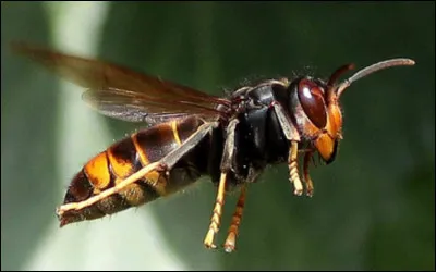Comme si nos malheureuses abeilles n'avaient pas assez de problèmes, elle sont à présent confrontées à l'insecte de la photo !
