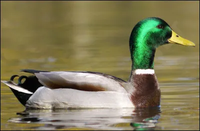 Quel est le nom de ce canard sauvage ?