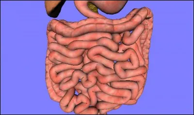 D'après vous, quelle est la surface de notre intestin ?