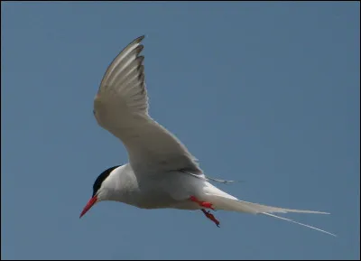 Parmi ces quatre écrivains, lequel n'est pas un auteur de science-fiction ?