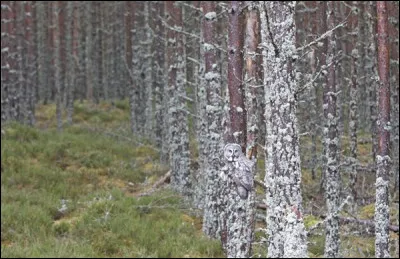 Y a-t-il un animal ?