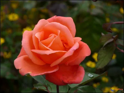 Qu'est-ce qui décrit le mieux la rose ?