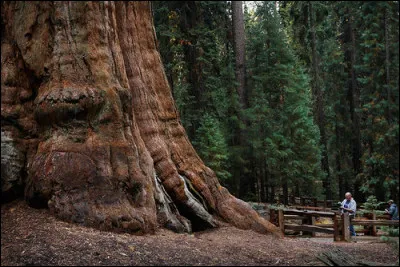 Considéré comme le plus massif de l'État, comment s'appelle ce spécimen de Californie ?