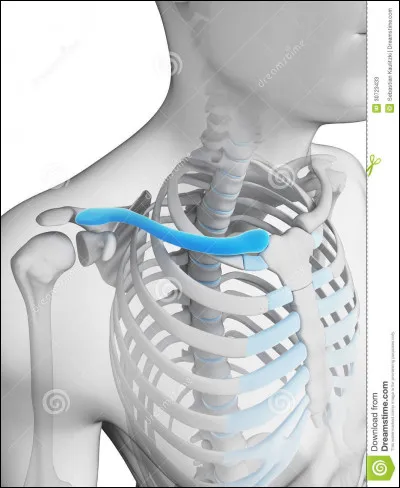 Quel os se trouve entre la pointe supérieure du sternum et le dessus de l'épaule ?