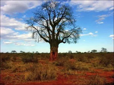 Ou trouve-t-on cette savane ?