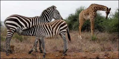 Les animaux : en se rendant à un point d'eau dans la savane, un zèbre croisa six girafes. Chaque girafe transportait trois singes sur son dos. Chaque singe avait deux oiseaux sur les épaules.
Combien d'animaux se rendaient au point d'eau ?