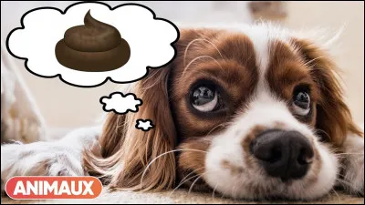 Le chien de ton voisin vient de faire ses besoins devant ta porte...