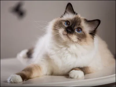 Ta famille décide d'adopter un chat :