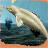 Quel est le nom de cet animal ?