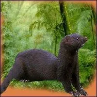 Quel est le nom de cet animal ?