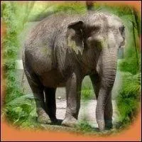 Quel est le nom de cet animal ?