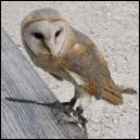 Quel est le nom de cet animal ?