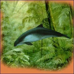 Quel est le nom de cet animal ?