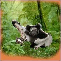 Quel est le nom de cet animal ?