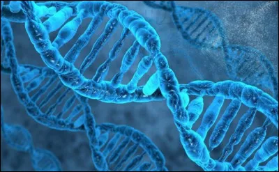 Que signifie le ''A" de ''ADN'' ?