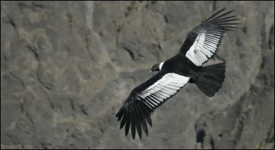 Trouvez l'acteur auquel vous fait penser la photo !