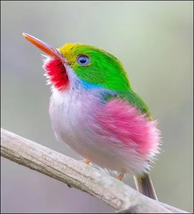 Mignon ce petit oiseau de toutes les couleurs non ?