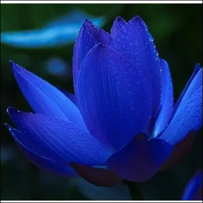 Trouvez le nom d'un personnage de BD ou de dessin animé !