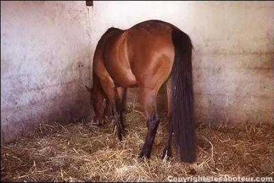 Comment appelle t-on la paille  du cheval dans un box ?