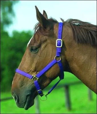 Comment appelle t-on l'objet pour enlever le cheval du pr ?