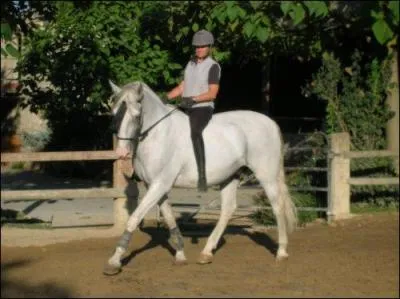 Comment appelle t-on le fait  de monter un cheval sans selle?