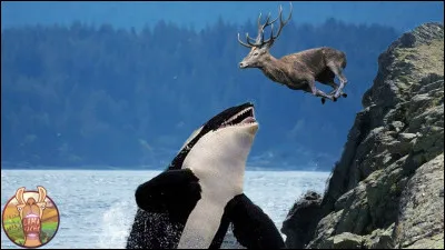 Quel(s) animal(aux) a-t-il ?