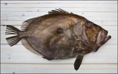 C'est au beurre safrané que le chef vous cuisinera ce poisson à la chair fine, délicate et goûteuse :