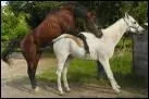 Comment s'appellent l'action ou les chevaux s'accouplent