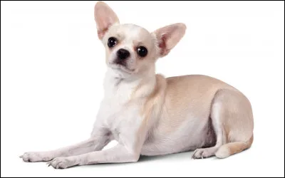 Quand tes voisins te demandent de garder leur chien, le fais-tu malencontreusement passer sous une voiture ?