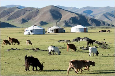 Comment se nomme cet habitat traditionnel des éleveurs nomades de Mongolie ?