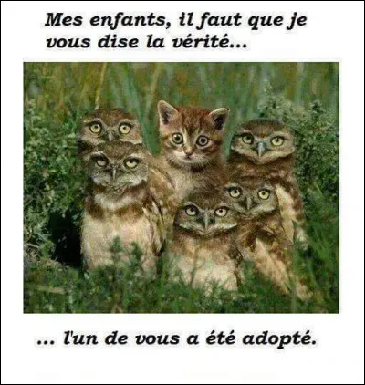 Dans le Maryland, il est interdit ...