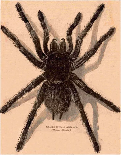 De quoi as-tu le plus peur ?