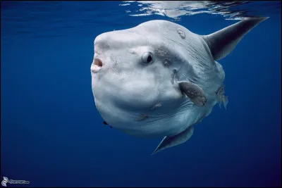 Quel est le nom du poisson-lune, le plus lourd des poissons osseux ?